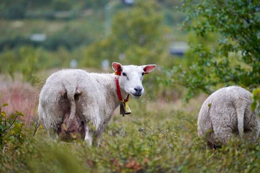 The Ovis aries sheep grazing on the grass with one looks back with a bell around its neck in the Norwegian mountains, north of Dovre