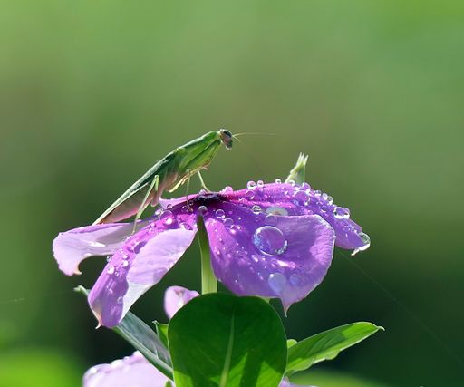 Close-up of a green insect on a purple flower with dew drops in a natural setting.