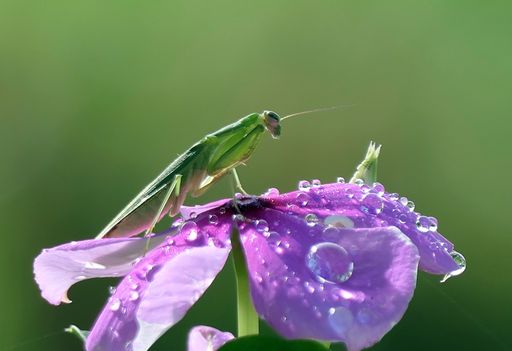 A macro shot of a green insect on a purple flower with dew drops against a blurred green background.
