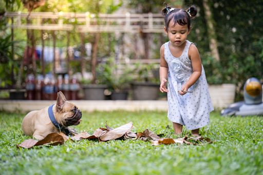 A cute little Thai girl playing with her adorable French bulldog puppy on a vibrant green field of grass