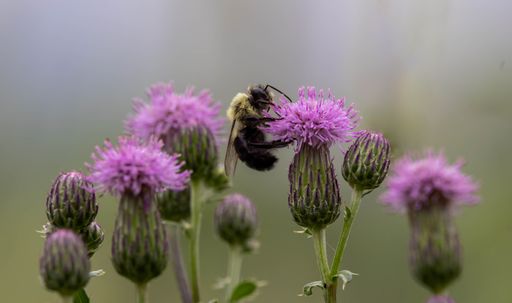 A bumblebee collecting pollen from a vibrant purple thistle flower, surrounded by other unopened buds.