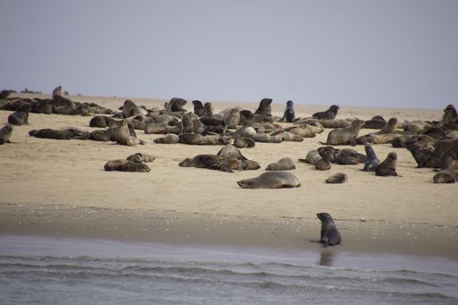 A group of seals resting on a sandy beach near the ocean.