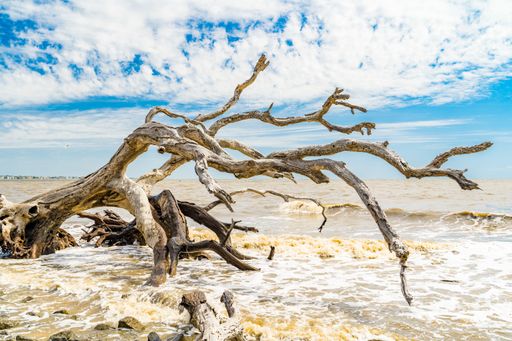 A scenic view of a driftwood tree on the shore of Jekyll Island with a bright blue sky and waves crashing against it.