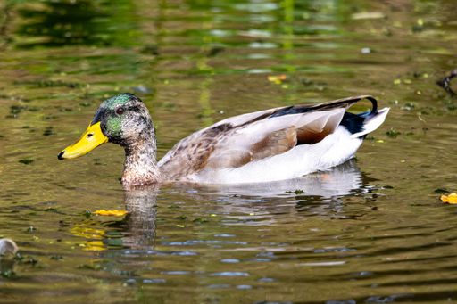 A close-up shot of a mallard duck swimming in a pond with green water and some floating leaves.