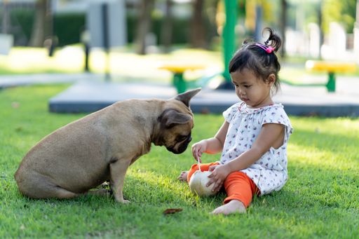 A cute Thai girl playing with her French bulldog on a field of grass in a sunny park with blurred background