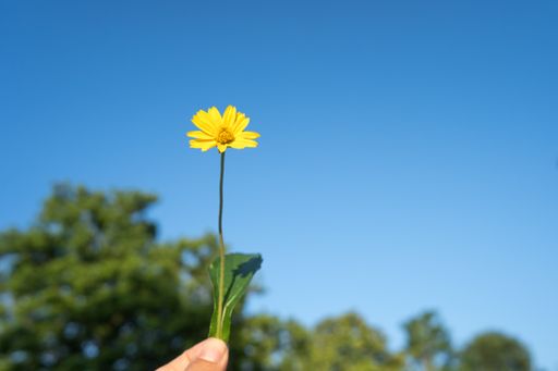 A beautiful yellow Sphagneticola trilobata flower against a clear blue sky