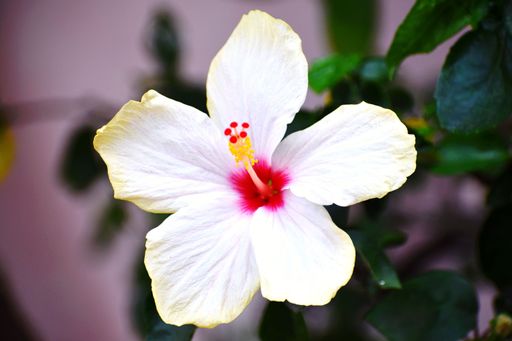A close-up of a white hibiscus flower with a vibrant red center and green leaves in the background.