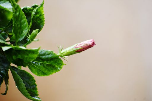 Close-up of a hibiscus bud with green leaves against a blurred background.