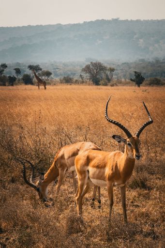 The impala gazelles standing in a grassy field at Akagera National Park, Rwanda