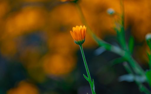A close-up of a single orange flower bud with a blurred background of similar flowers in bloom.