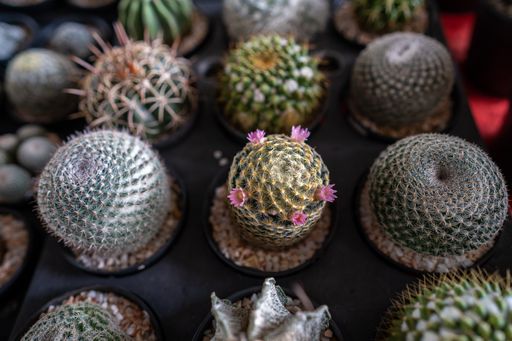 Different kinds of cactus for sale on a market