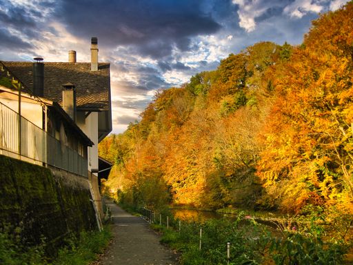 A beautiful view of a pathway surrounded by golden trees gleaming under the cloudy sky in autumn