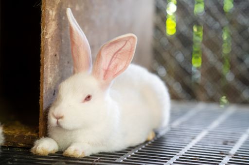 A closeup shot of a white bunny lying on the metal flooring inside a cage