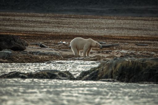 A polar bear walks along a rocky shore at sunset, with blurred natural background in Svalbard, Norway