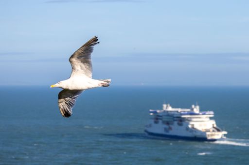 A seagull flying over a calm ocean with a ferry visible in the background on a sunny day with a blue sky