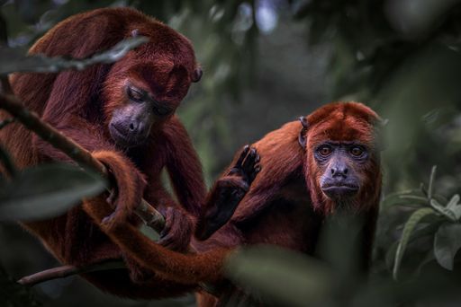 The Howler monkeys in the jungles of the Amazon, surrounded by tree leaves against blur background