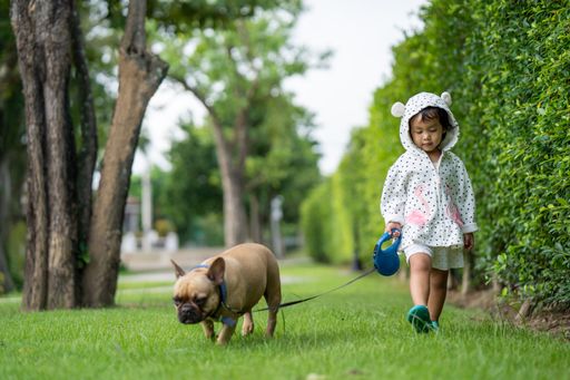 A selective focus shot of a SouthEast Asian little girl walking out the french bulldog in a park