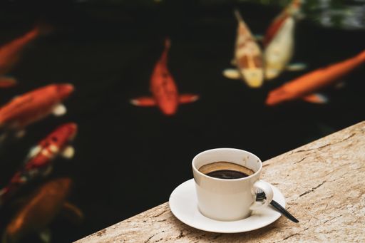 A cup of coffee near a koi pond