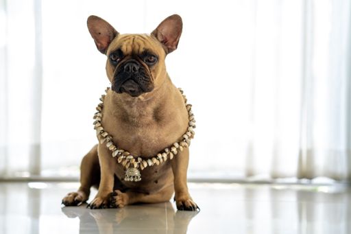 A cute French Bulldog with a stone necklace sitting on a shiny floor inside a house