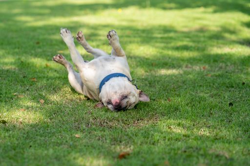 A high angle focus shot of a white French Bulldog playing on grass in a park