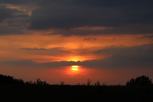 A silhouette of trees and plants with the sun behind the clouds in the background