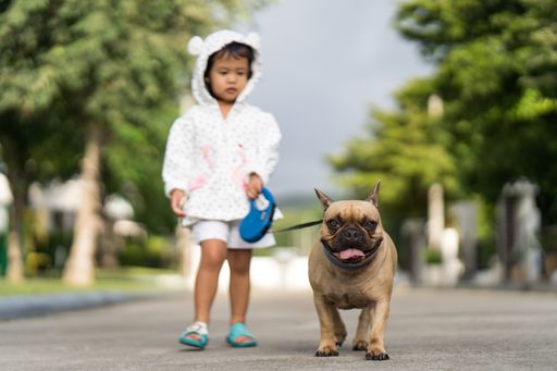 A cute little Southeast Asian girl walking with her French bulldo