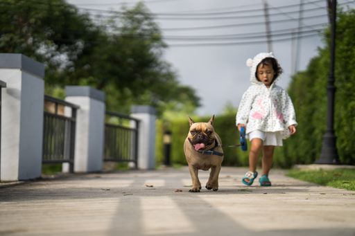 A cute Asian female child and her pet French Bulldog walking together
