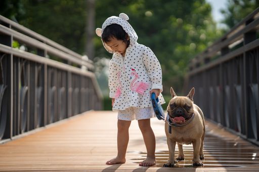 A cute little Thai girl waling in a park with her lovely French bulldog