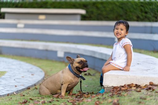 A cute smiling little Thai girl sitting in a park with her lovely French bulldog