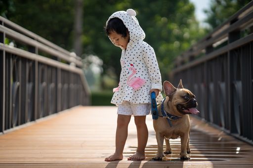 A cute little Thai girl waling in a park with her lovely French bulldog