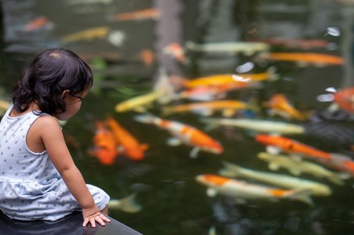 A selective focus shot of a Southeast Asian girl looking into the pond with big fishes