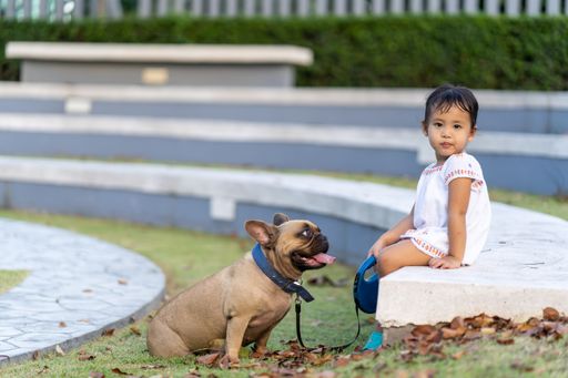 A cute little Asian girl sitting in a park with her lovely French bulldog