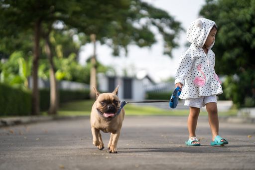 A cute little Thai girl waling in a park with her lovely French bulldog