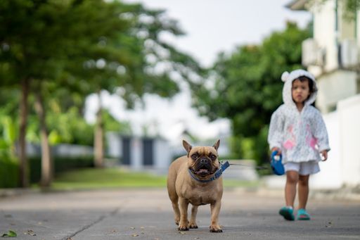 A cute little Southeast Asian girl walking with her French bulldog
