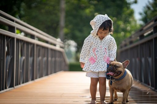 A cute Asian female child and her pet French Bulldog walking together
