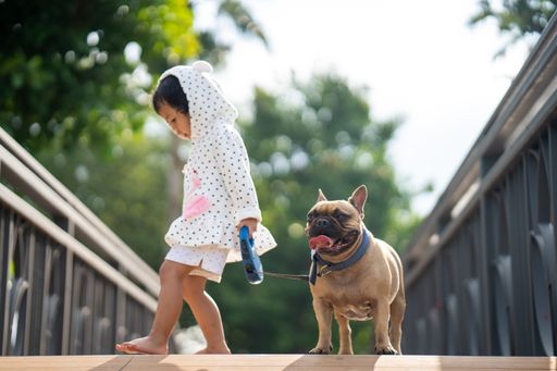 A little Thai girl walking with her lovely french bulldog in the park