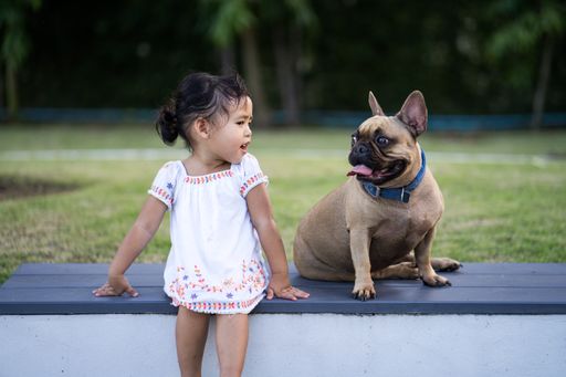An asian female child playing with her French Bulldog pet