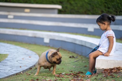 A cute little Thai girl sitting in a park with her lovely French bulldog