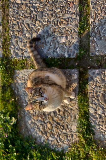 A cute tabby cat sitting on a stone pathway with green grass patches in the background, looking up at the camera.