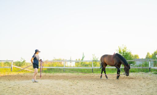 A beautiful view of a girl who trains a horse in a summer sunny day in Stupino, Russia