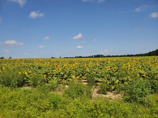 A gorgeous bright field under a pale blue sky on a sunny day with tall sunflowers in thick bushes