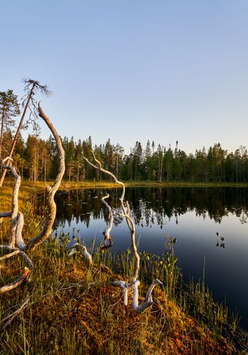 A serene lake surrounded by a dense forest. Twisted branches reach out from the shore, reflected in the still water