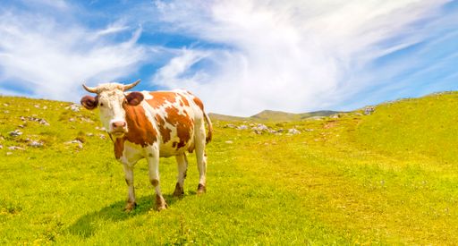 A closeup shot of a brown Taurine cattle in the fie