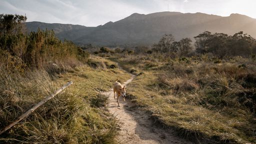 A brown dog walking on a dirt path in the park on a clear sunny day, with mountain in the background