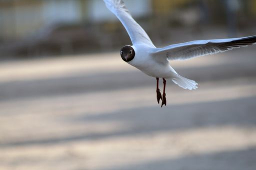 black-headed gulls search for food on the beach