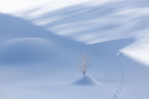 Minimalist graphical winter photo of a little tree buried under the pristine snow