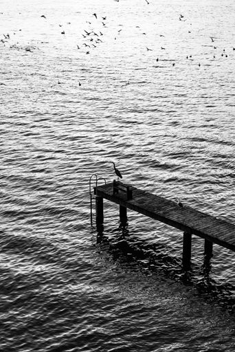 Black and white photo of a pier extending into a lake with birds flying in the background, creating a serene and peaceful atmosphere.