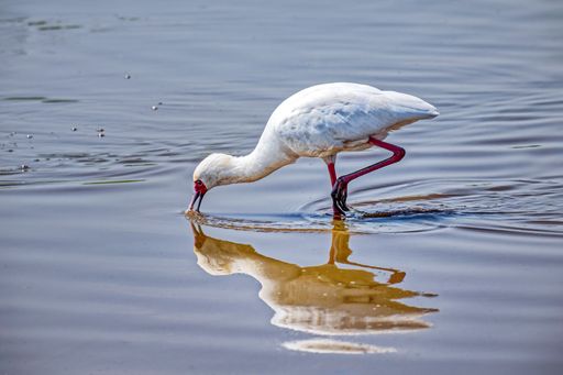 An African Spoonbill drinking water from lake