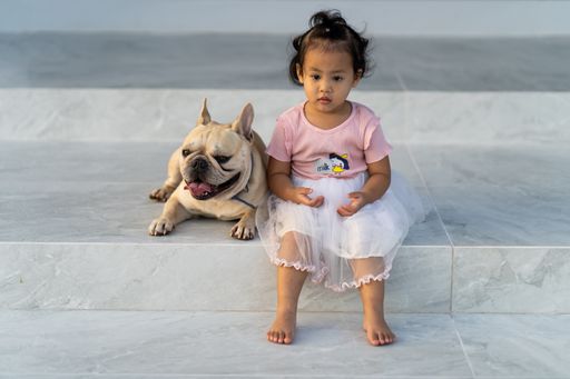 A cute Asian female child and her pet French Bulldog
