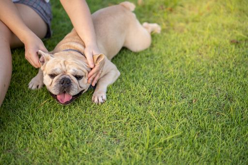 A selective focus shot of a french bulldog with an owner on the field